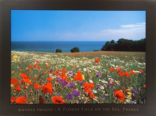 A_flower_field_on_the_sea_France